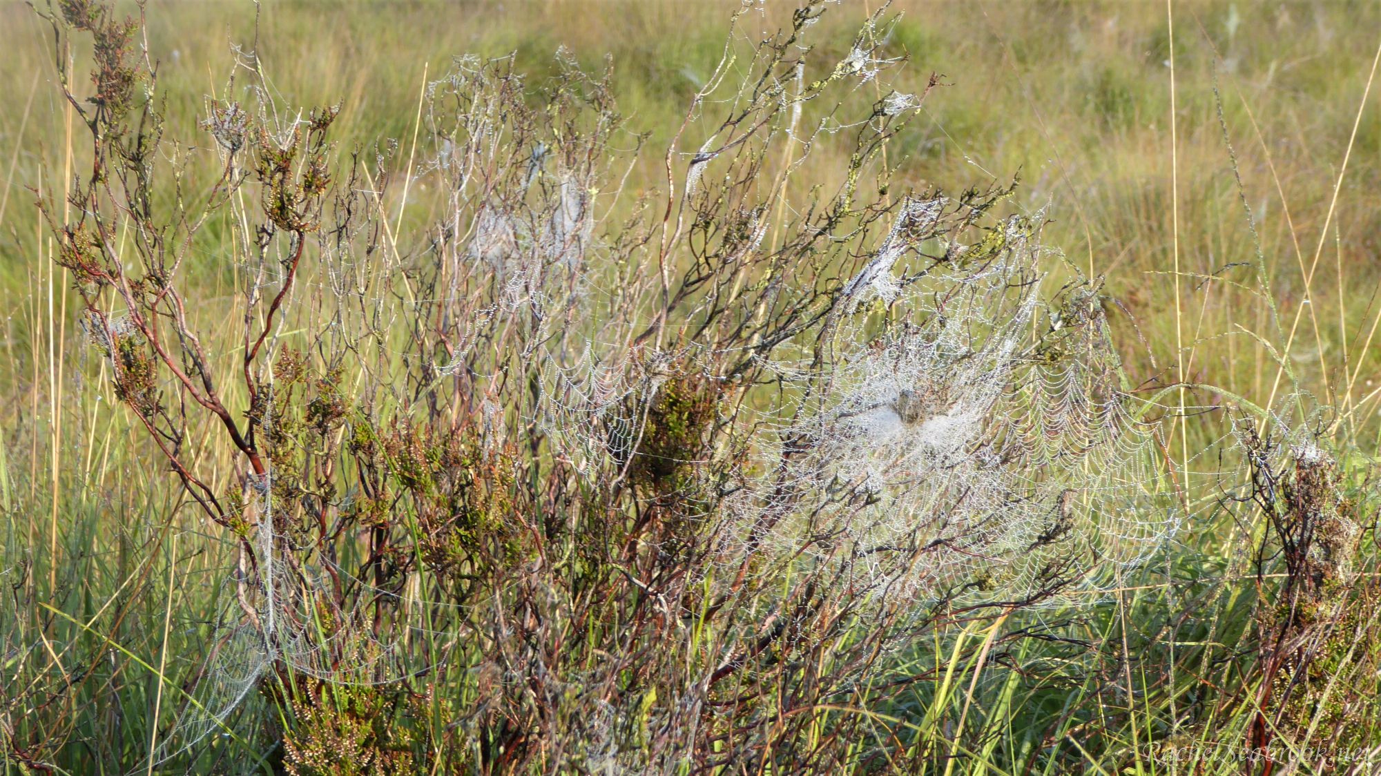 bush smothered in cobwebs
